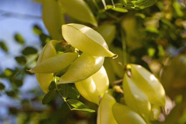 istock Fruits of the bladder senna Colutea cilicica 1470072401