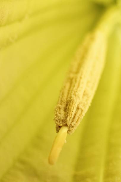 Pistil stock photo