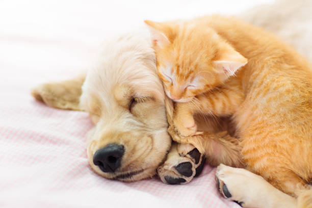 istock Cat and dog sleeping. Puppy and kitten sleep. 1470073388