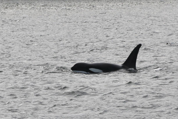 istock Orca whale (orcinus orca) breaching in the ocean 1470073440