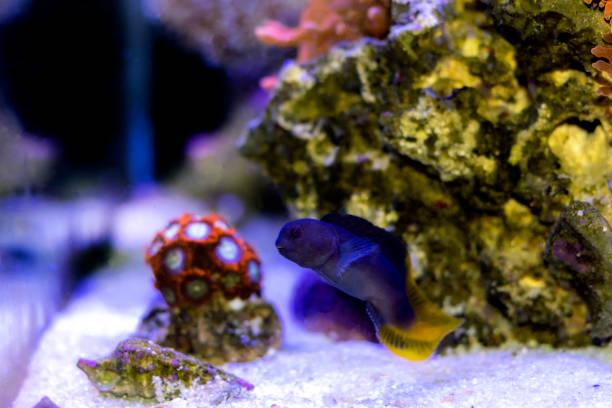 istock Black comb-tooth blenny fish - Ecsenius namiyei 1470073448