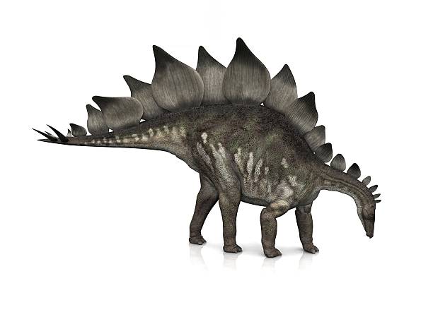 Stegosaurus stock photo