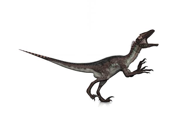 istock A picture of a raptor with its mouth open 147007371