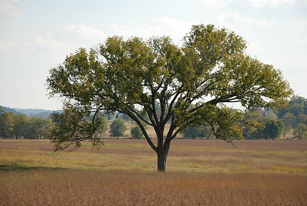 Árvore de Outono - fotografia de stock