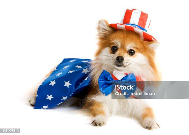 Uncle Sam Pup Stock Photo - Download Image Now - Dog, Fourth of July, Puppy