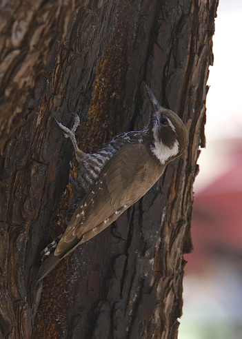Arizona Woodpecker (female) (leuconotopicus arizonae) perched on the trunk of a big tree