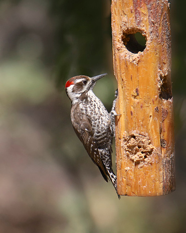 Arizona Woodpecker (male) (leuconotopicus arizonae) feeding from a suet feeder