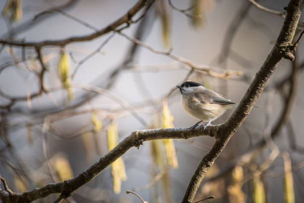 istock Black-Capped Chickadee , single bird on a hazel branch 1470076100
