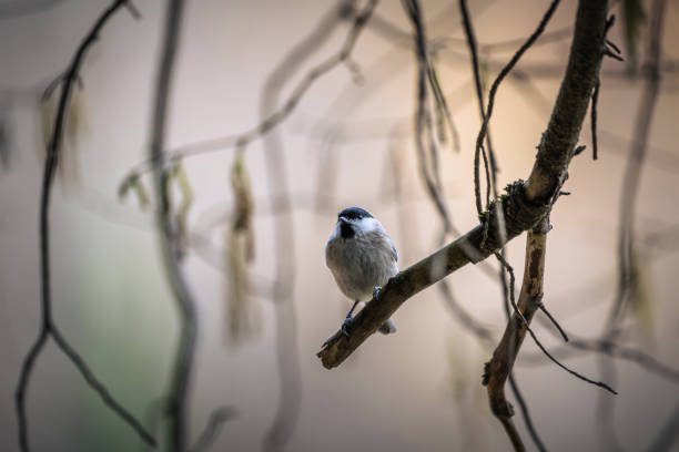 istock Black-Capped Chickadee , single bird on a hazel branch 1470076362