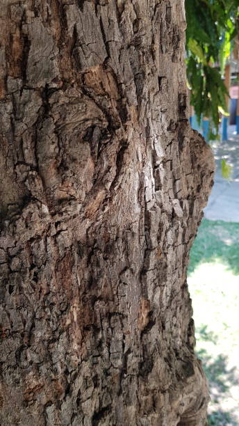 eine nahaufnahme der rinde eines baumes. - bark textured close up tree stock-fotos und bilder