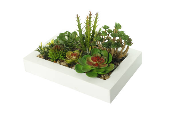 istock Flores artificiales Plectranthus amboinicus suculentas, cactus y lavanda en marcos de madera blanco. decoración de ambientes. sin fondo, transparente, png 1470077458