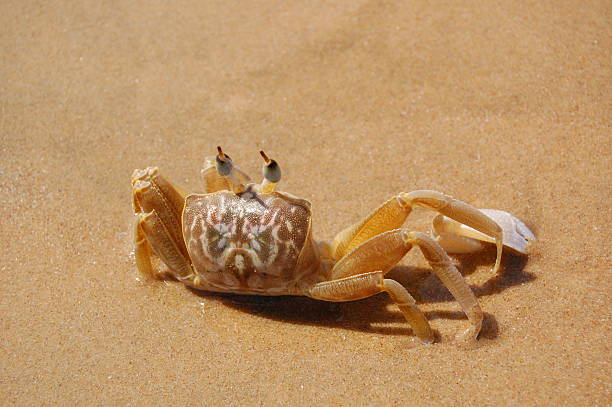 crab on the beach stock photo