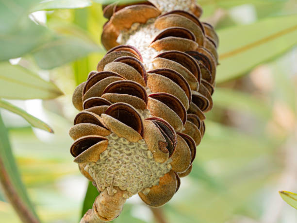 Close up of banksia seed pods