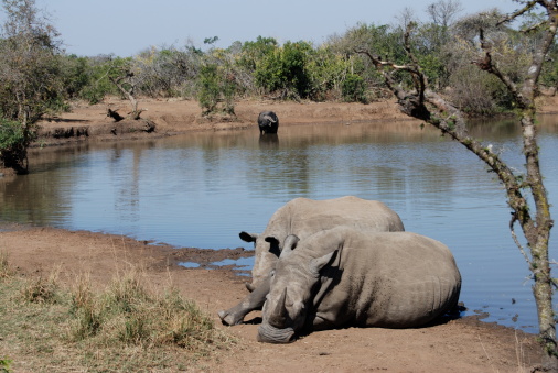 The African bush elephant (Loxodonta africana), also known as the African savanna elephant. Masai Mara National Reserve, Kenya. Bathing and drinking in the Mara River.