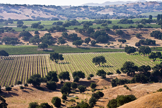 istock vineyard seen from atop of hill 147007874
