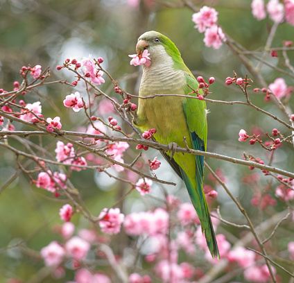 Monk parakeet feeding on cherry blossoms in the Borghese Park.