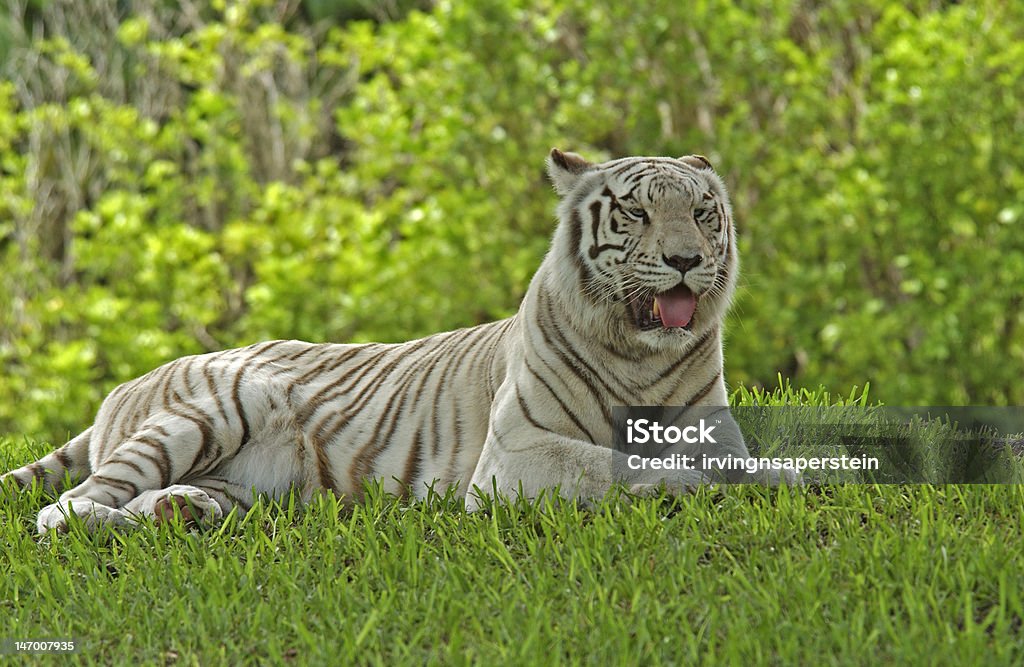 Tigre bianca - Foto stock royalty-free di Animale