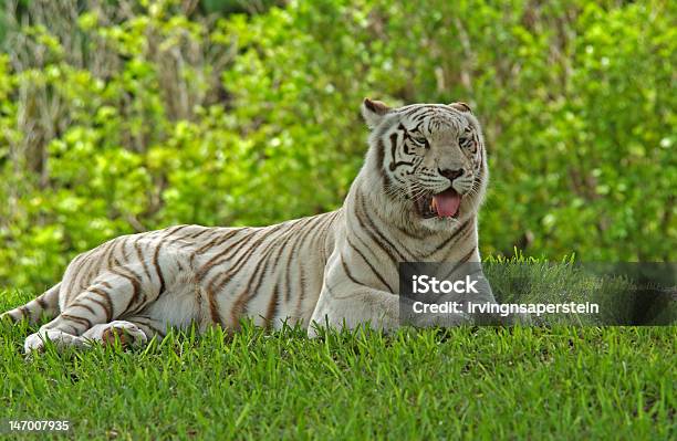 Tigre Bianca - Fotografie stock e altre immagini di Animale - Animale, Bianco, Composizione orizzontale