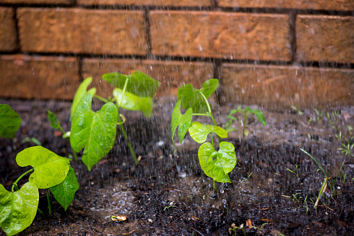 Macro closeup of green bean vegetable plants sprouting from the soil of a garden against a brick house that is being watered by the gardener.
