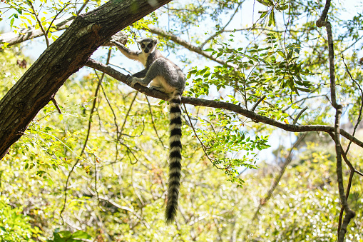 Two Ring-tailed lemurs on fallen tree trunk in the front of dense vegetation. One of them grooming itself tail fur. Sunbeams break through treetops in the background.