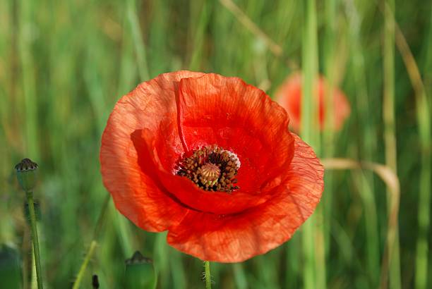 istock The red of the poppy 147008236