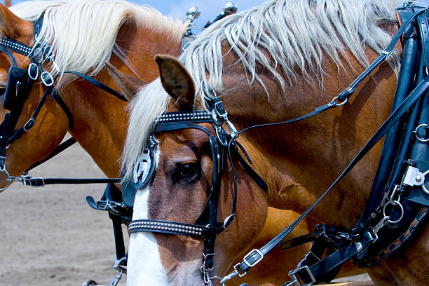 Farm horses fitted with beautiful handmade harness waiting to go to work