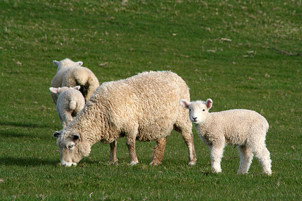 Sheep and Lamb stock photo