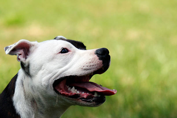 istock Staffordshire Bull Terrier 147008601