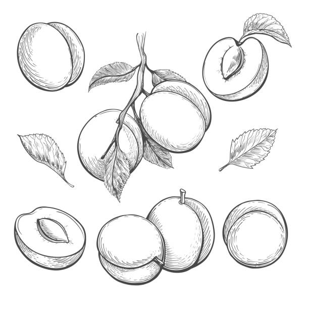 illustrations, cliparts, dessins animés et icônes de croquis rétro abricots - nectarine