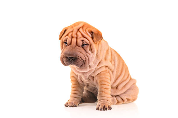 Sad little sharpei puppy Sad little sharpei puppy isolated against white background mini shar pei puppies stock pictures, royalty-free photos & images