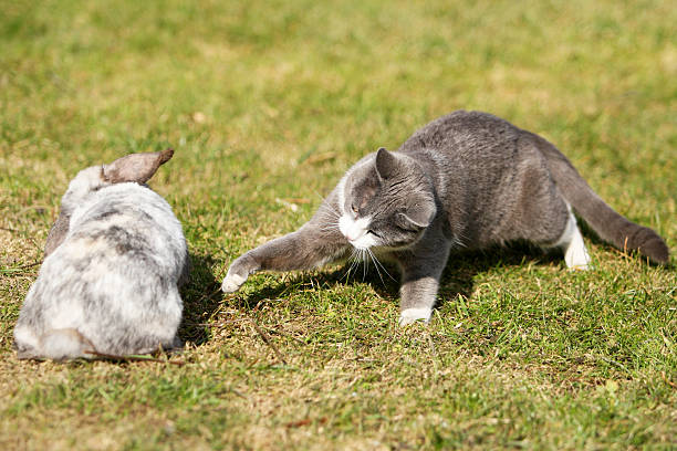 Gatto giocando con un Coniglio - foto stock