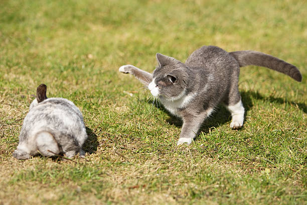 Gatto giocando con un Coniglio - foto stock