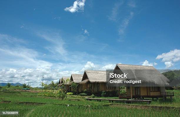 Paddy Resort País Foto de stock y más banco de imágenes de Campo de arroz - Campo de arroz, Granja, Agricultura