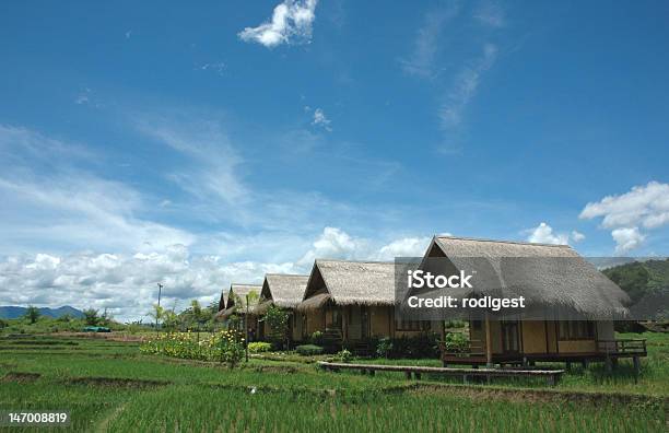Paddy Resort Стране — стоковые фотографии и другие картинки Рисовое поле - Рисовое поле, Ферма, Аборигенная культура