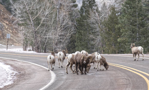 istock Big horn sheep on the road 1470088296