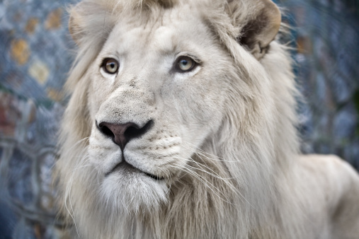 white lion