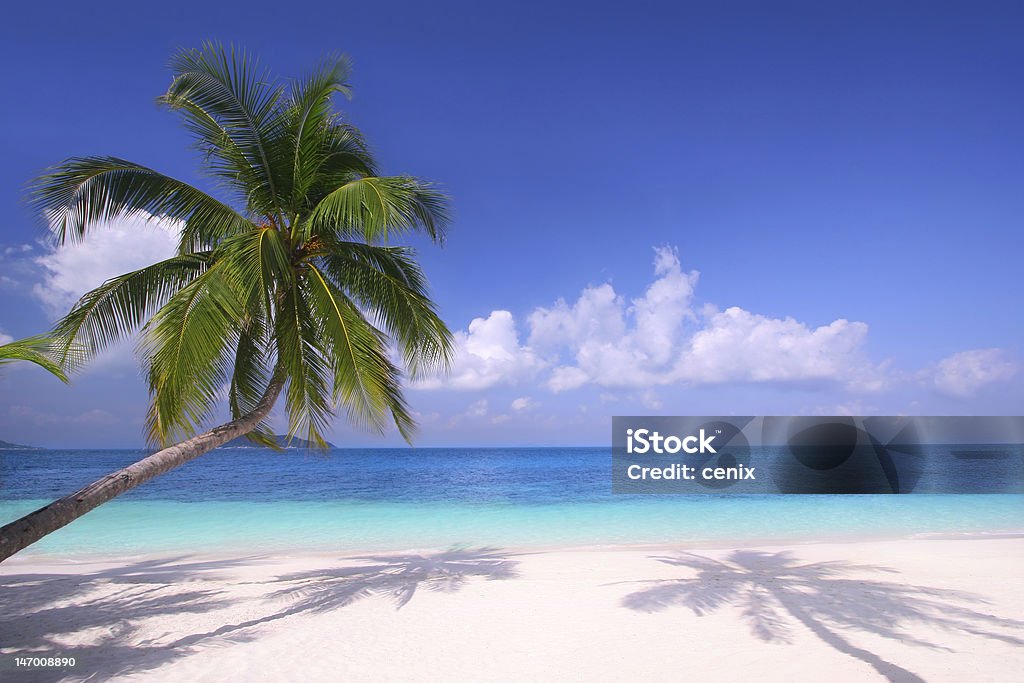 White sandy beach with pale blue ocean and palm tree Palm trees hanging over a sandy white beach with stunning blue waters on a perfectly sunny day Rawa Island Stock Photo