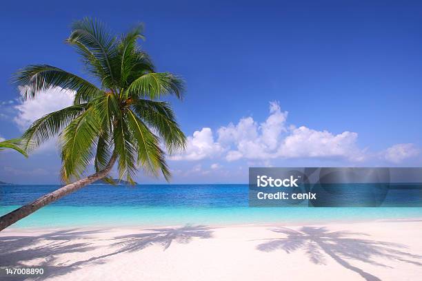 White Sandy Beach With Pale Blue Ocean And Palm Tree Stock Photo - Download Image Now