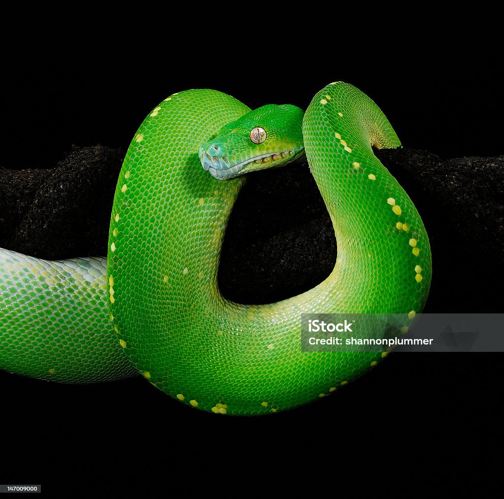 Black And Green Python