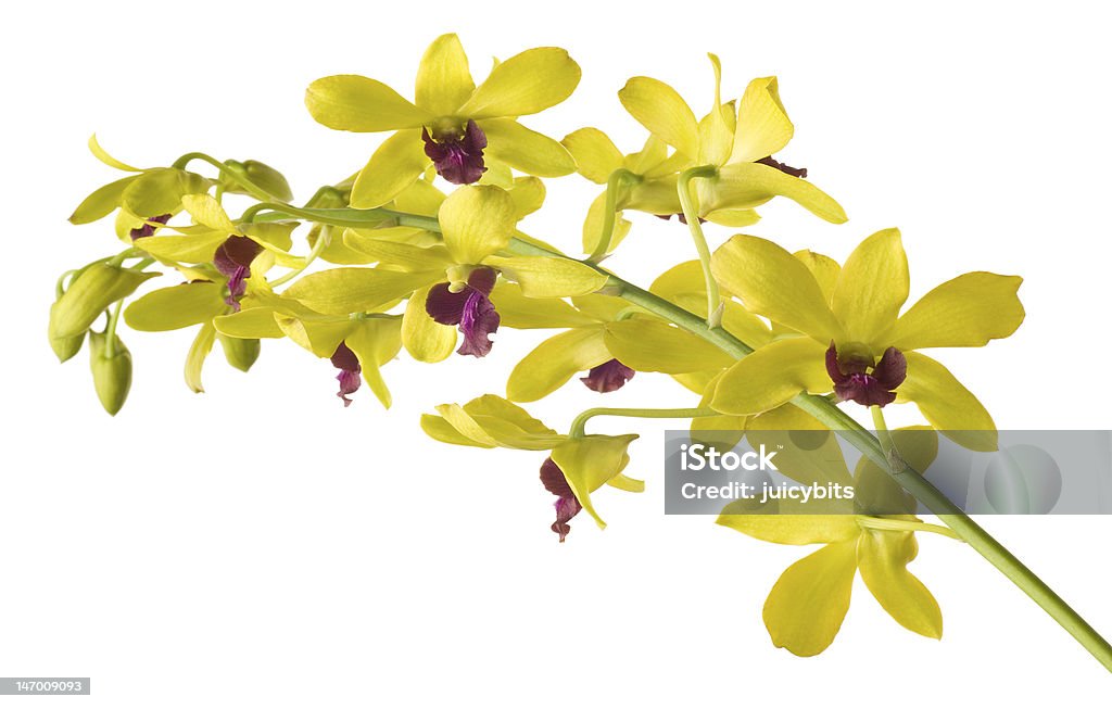 Gelbe Dendrobium-Orchideen auf weißem Hintergrund - Lizenzfrei Blume Stock-Foto