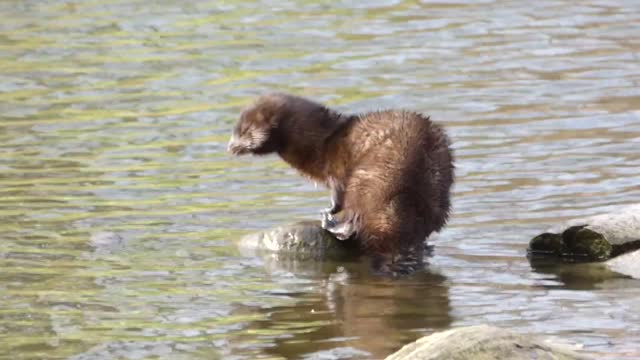 VIDEO OF AMERICAN MINK - STANDING ON ROCK IN THE RIVER HUNTING FOR FISH WITH WATERFOWLS UPSET & NERVOUSLY WATCHING