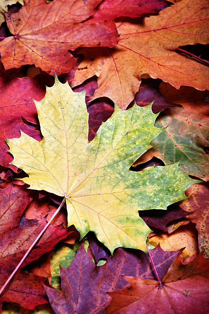 istock Leaves of autumn 147009401
