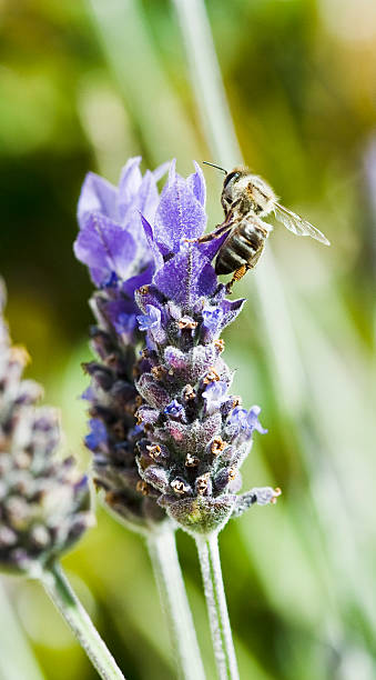 Bee Macro stock photo