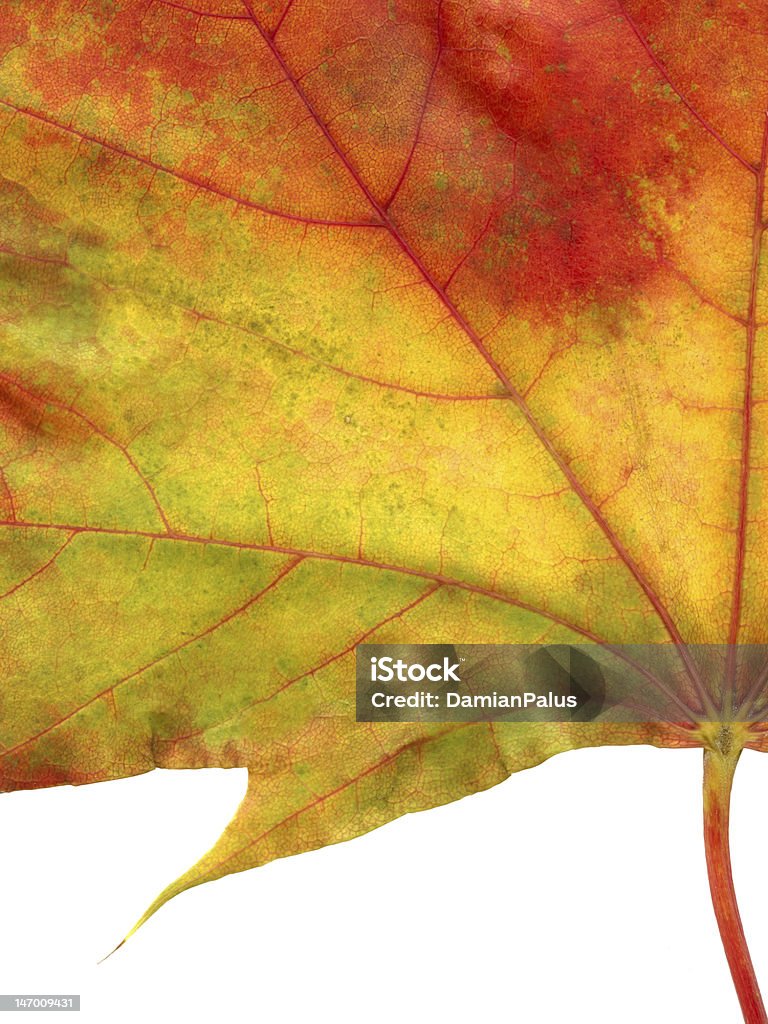 Colores de otoño - Foto de stock de Arce libre de derechos