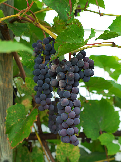 Cтоковое фото Два bunches из спелый виноград на виноградной лозы