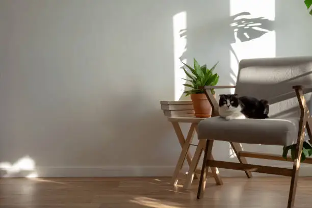 Photo of Scottish cat on gray chair in interior of living room. Homemade plans sansevieria, monstera, wooden decor. Light minimalistic scandinavian interior. Copy space