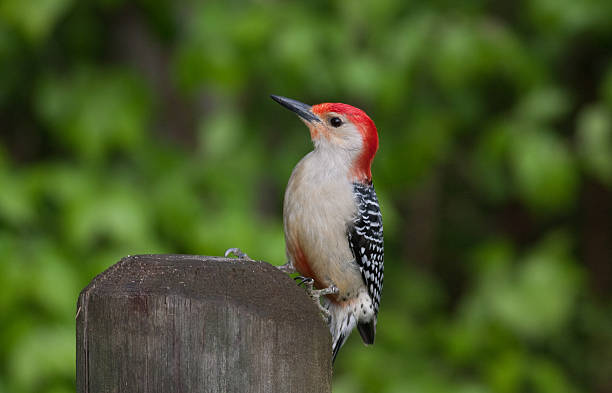 Red-Bellied Woodpecker stock photo