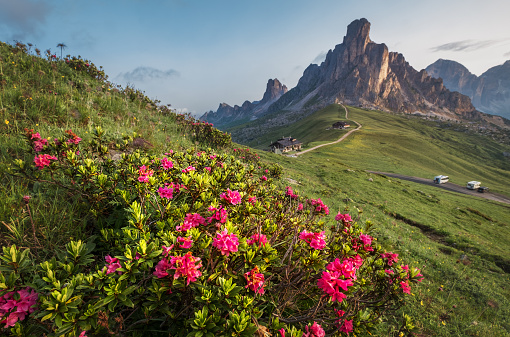 Beautiful red flowers blossom with early morning Dolomites Alps mountain landscape photo. Giau Pass or Passo di Giau - 2236m mountain pass in the province of Belluno in Italy.