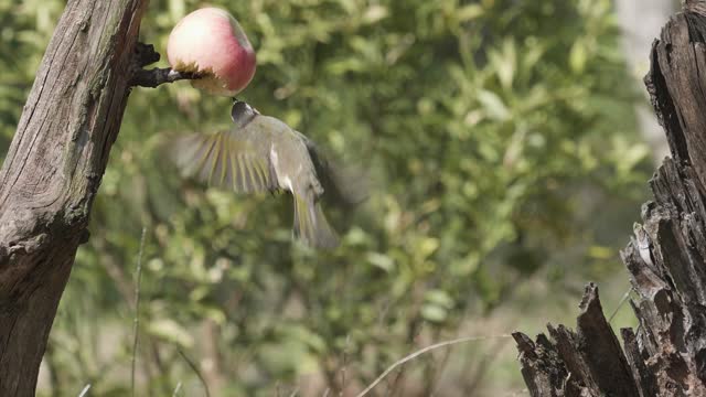 Flying light vented bulbul (pycnonotus sinensis) eating apple feed by bird watchers, super slow motion footage.