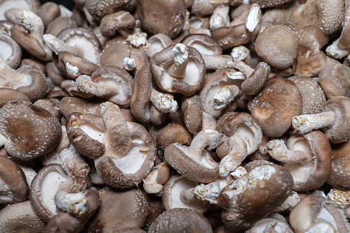 Close-up of edible mushrooms picked